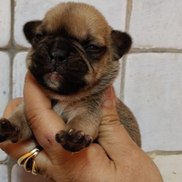 Bulldog Francese con pedigree Enci