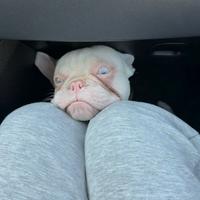 Bulldog Francese accoppiamento