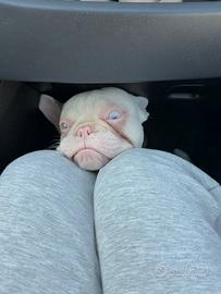 Bulldog Francese accoppiamento