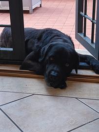 labrador
