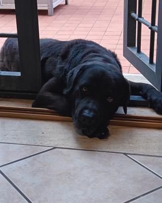 labrador