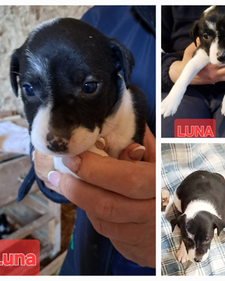 Cucciole tre mesi taglia medio piccola