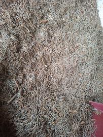 3 kg di aghi di pino