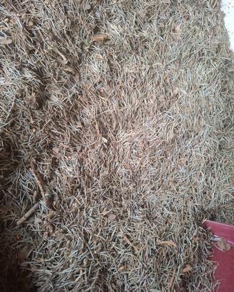 3 kg di aghi di pino