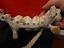 Immagine 6