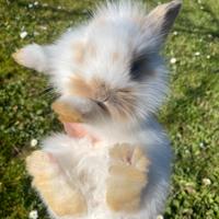 Coniglietta nana eriete con pelo d'angora