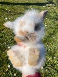 Coniglietta nana eriete con pelo d'angora