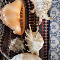 Set vario conchiglie ( raccolte anni fa)