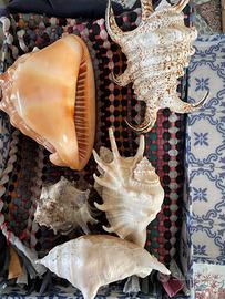 Set vario conchiglie ( raccolte anni fa)