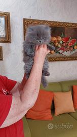 Scottish fold longhair