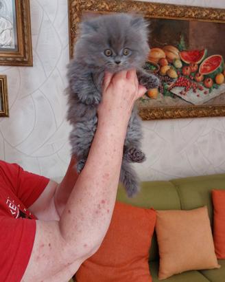 Scottish fold longhair