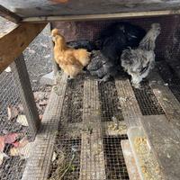 Galline