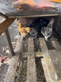 Galline