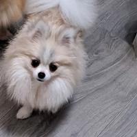 Cucciole di spitz tedesco nano con pedigree Enci