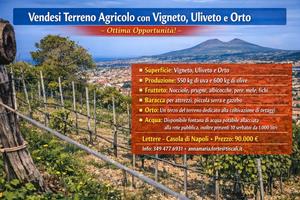 Terreno agricolo con vigneto, uliveto e frutteto