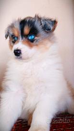 Cucciola di Pastore Australiano