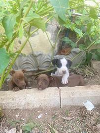 Cuccioli di Pitbull