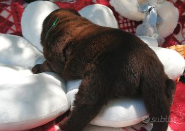 LABRADOR puppy chocolate con pedigree