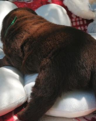 LABRADOR puppy chocolate con pedigree