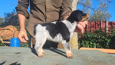 Allevamento breton del Montecchio