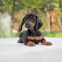 Cucciolo di bassotto nerofofcato