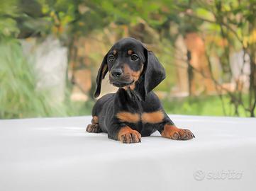 Cucciolo di bassotto nerofofcato