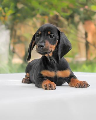 Cucciolo di bassotto nerofofcato