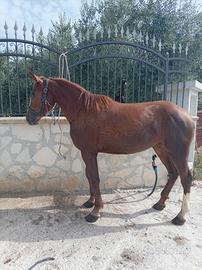 Cavalla