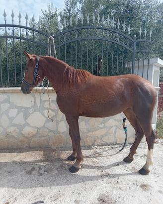 Cavalla