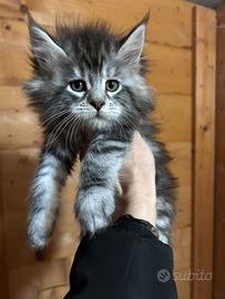 Maine Coon femmine