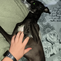 Tenere cani e animali
