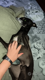 Tenere cani e animali