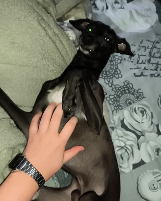 Tenere cani e animali