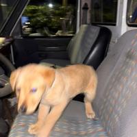 Cucciolo Labrador