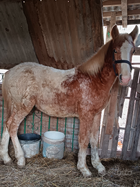 Cavallo puledro un