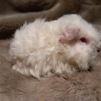 Cucciola Cavia di razza Merino