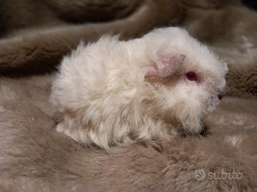 Cucciola Cavia di razza Merino