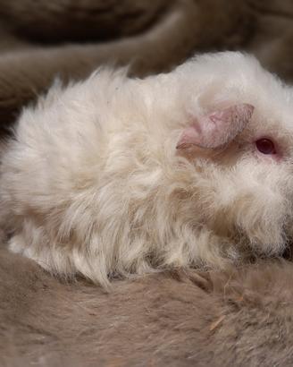 Cucciola Cavia di razza Merino