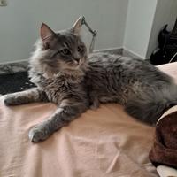 Gatto Siberiano