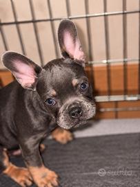 Bulldog francese cuccioli