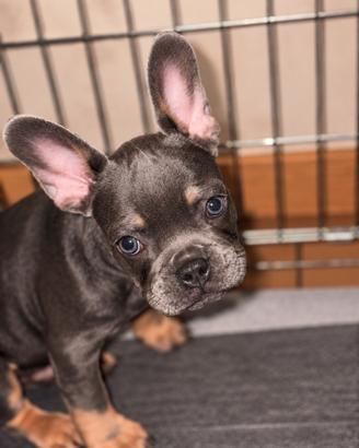 Bulldog francese cuccioli