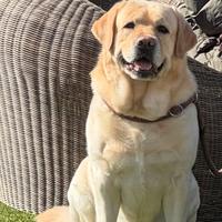 Labrador Americano