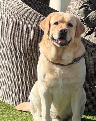 Labrador Americano