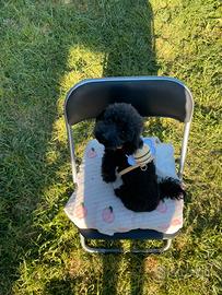 Barboncino Toy per monte