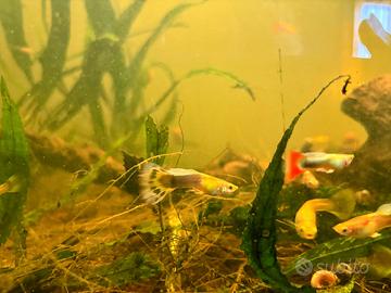 Pesci Guppy