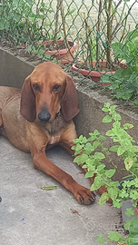 Cani segugio italiano