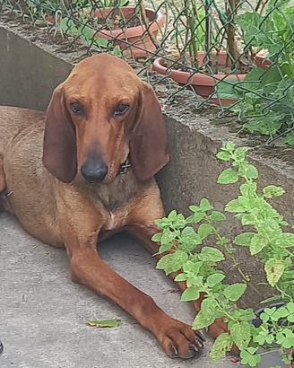 Cani segugio italiano