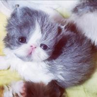 Cuccioli di Gatto Persiano