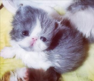 Cuccioli di Gatto Persiano