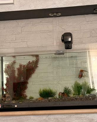 Acquario 80 lt